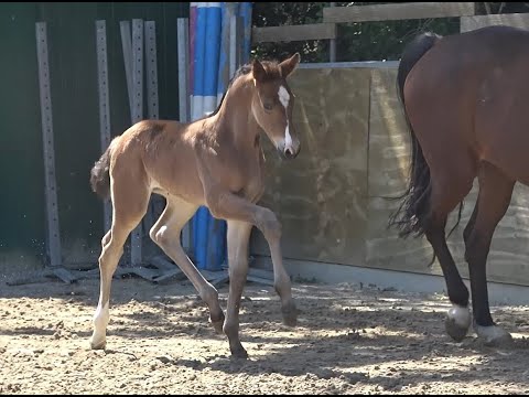 *2020 Stute von Hickstead White - Cöster SOLD!!!