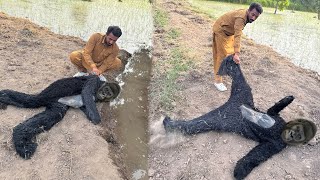 Jungle Sa Gorilla 🦍 Ko Rescue 🛟 Kia 😱