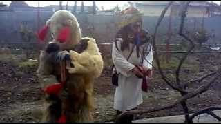 preview picture of video 'ursu in sofracesti'