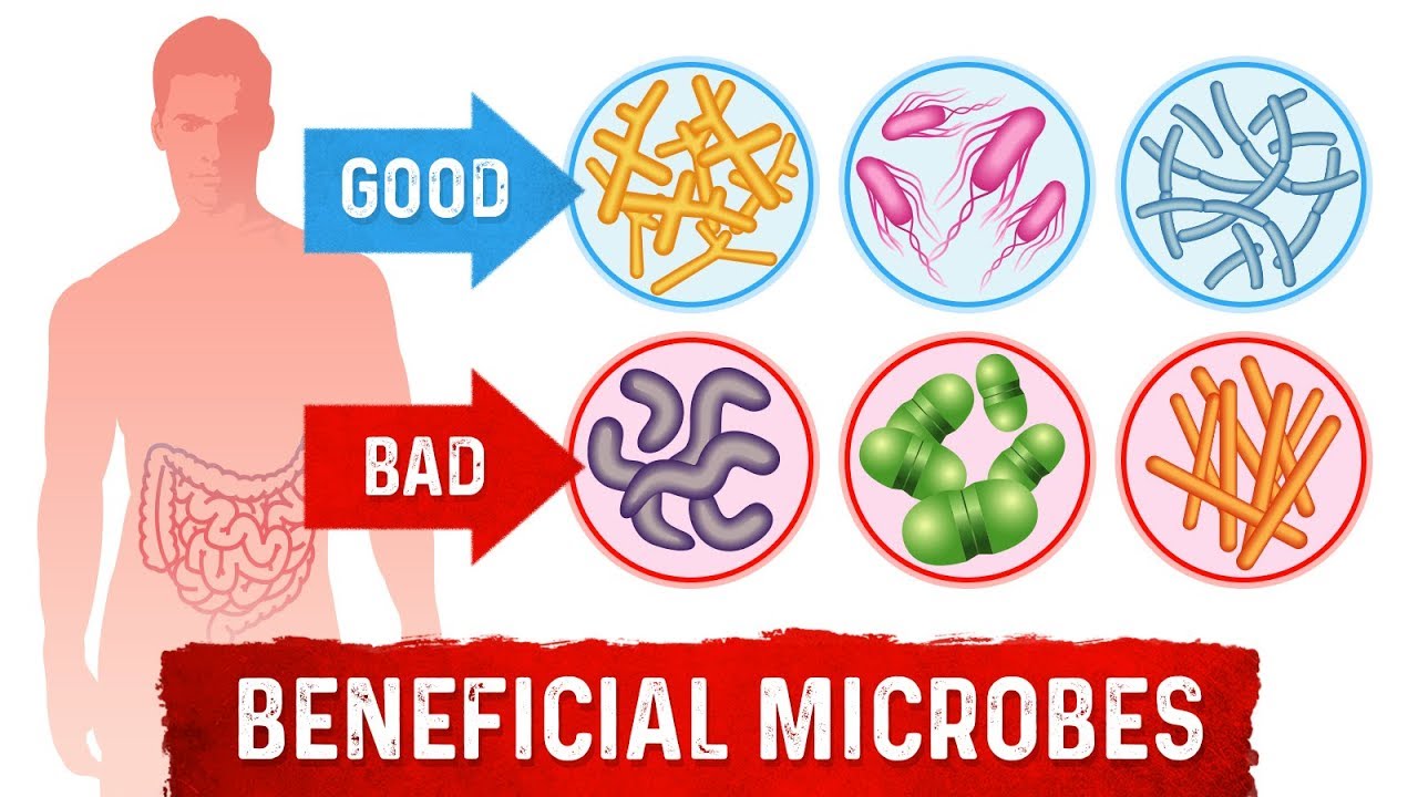 8 Health Benefits of Probiotics - Dr.Berg