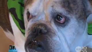 The Doctors & Pet Psychic Melissa Bacelar