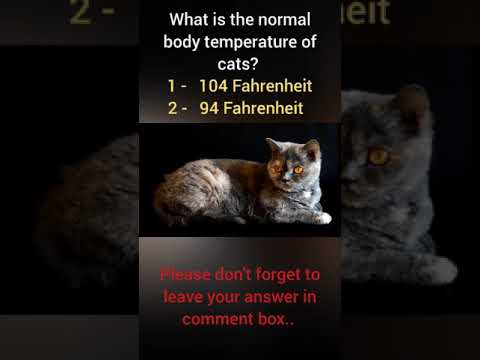 What is the normal body temperature of Cats? | animal quiz - #91 | #shorts