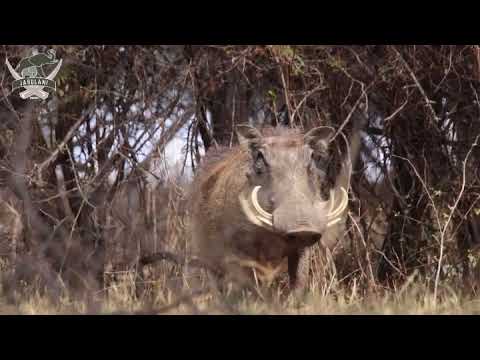 Face-to-face with a warthog foraging in the wild