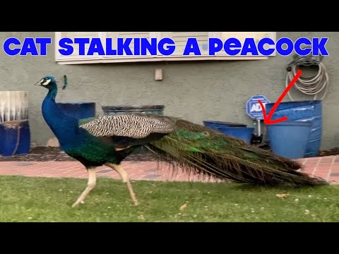 Peacock Stalked by Cat -- Anji's Animal Friends Special Episode
