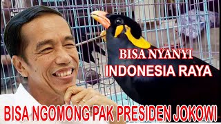 Download lagu The parrot can sing INDONESIA, MY HOMELAND and speak MR. JOKOWI mp3