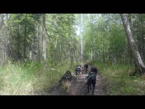 Trenó puxado por cães no Alasca - Sede de Iditarod