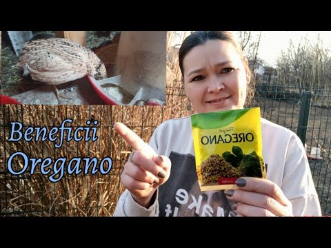 , title : 'Beneficii  oregano la Găini și Prepelițe ( antibiotic )'