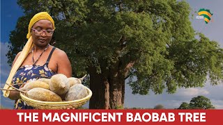 Super Nutritious Home-made Organic Baobab Powder. How To Make It