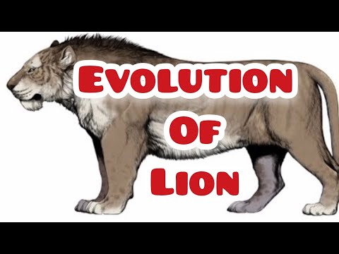 Die Evolution des Löwen: Von Barbourofelis zu Panthera leo