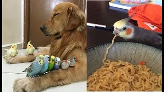 PAPAGAIOS E CALOPSITAS MAIS ENGRAADOS DA INTERNET   os papagaios mais engraados do mundo