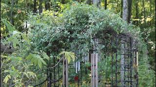 Coral Honeysuckle: (A native, flowering vine in Kentucky)