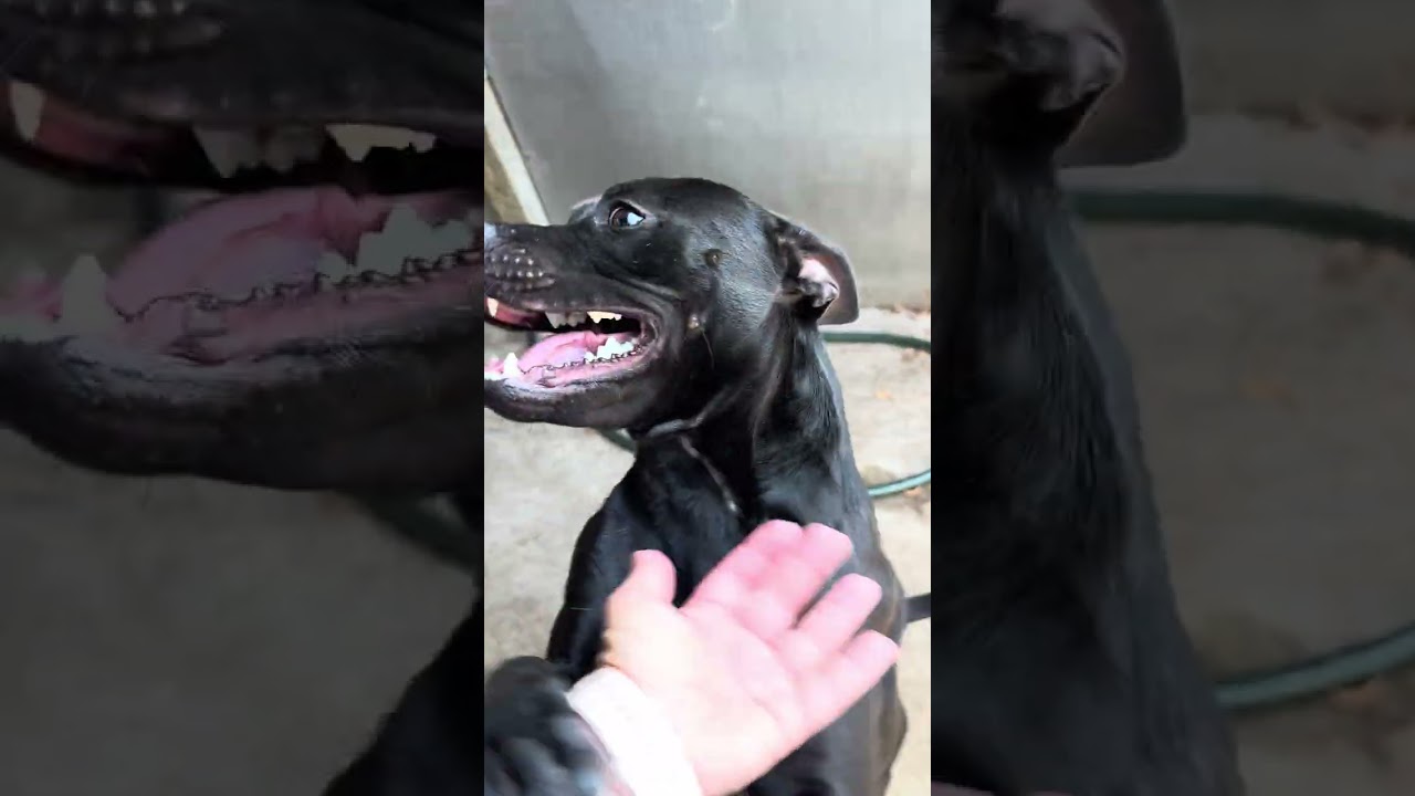 Safari's Video 2