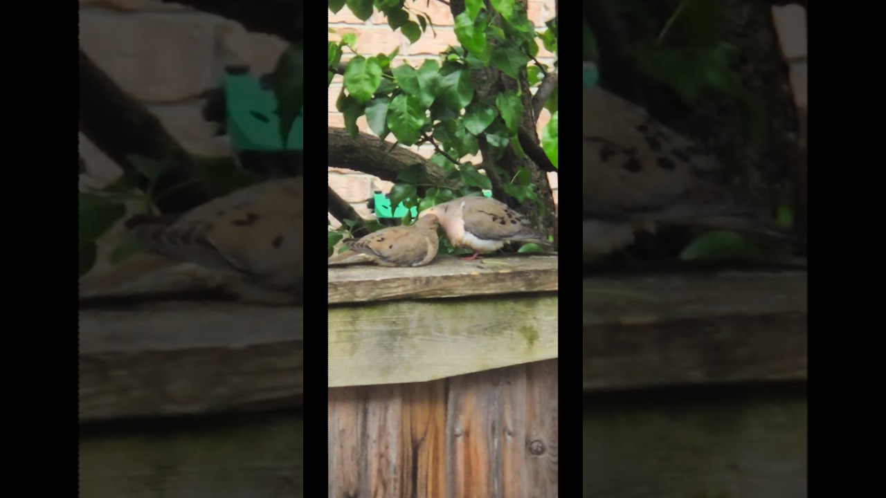Mourning Doves 🕊 in love ❤️ #canada #birds #wildontario #nature  #song #shorts #love #cute #dove 😍😘