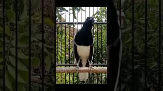 Download lagu Burung kacer memiliki beberapa jenis, antara lain: Kacer Jawa, Poci,  Kalimantan, Madagaskar, Albino mp3 Download lagu Burung kacer memiliki beberapa jenis, antara lain: Kacer Jawa, Poci,  Kalimantan, Madagaskar, Albino mp3