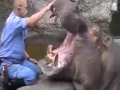 Nijlpaard bi