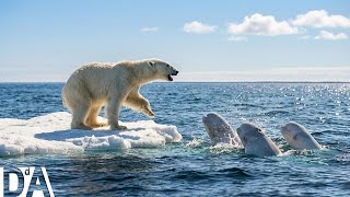 Migração Ártica: Quando A Memória Guia A Sobrevivência | DocuAnimales Br