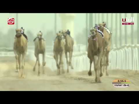 ش 1 خنجر زمول عمانيات (لوسيل) لـ هجن أم الزبار 12:28:32 ، ختامي الشحانية 2026/04/30