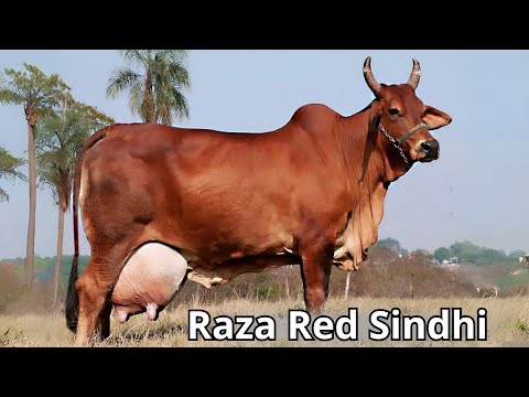 , title : 'Raza de ganado bovino Red Sindhi. Historia, Carácter y Belleza de esta raza de ganado cebú.'