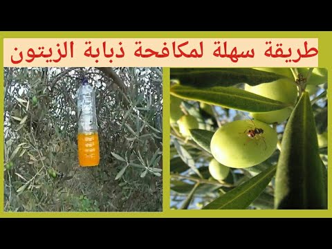 أقوى طريقة لمكافحة ذبابة الزيتون طبيعيا بالمصيدة