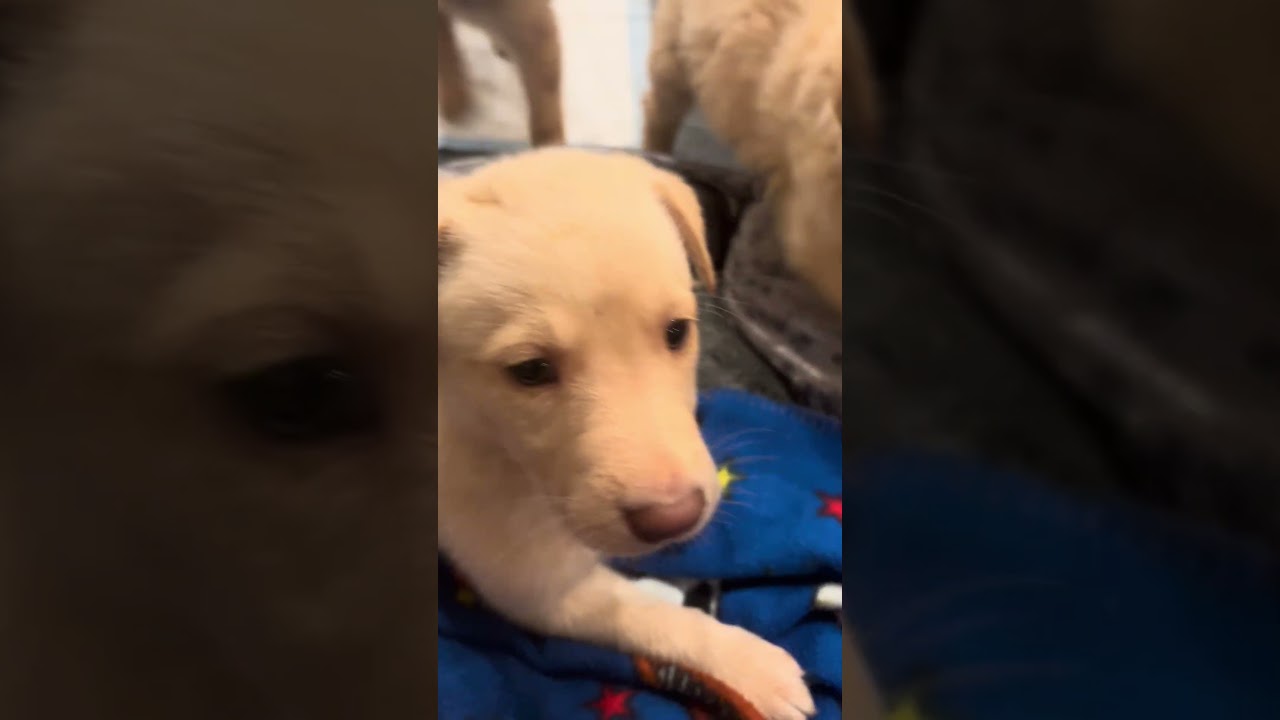 Enlarge River, a Adoptable mixed breed in Cordova, TN video 5/5