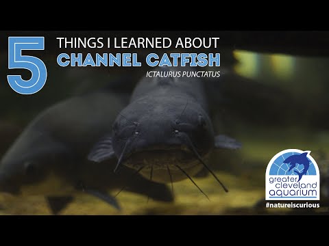 5 Things I Learned About Channel Catfish @CLEAquarium