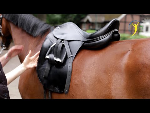Unpassender Sattel und Reitstunde | Der Pferdesattel ist oft das Problem für Pferd und Reiter
