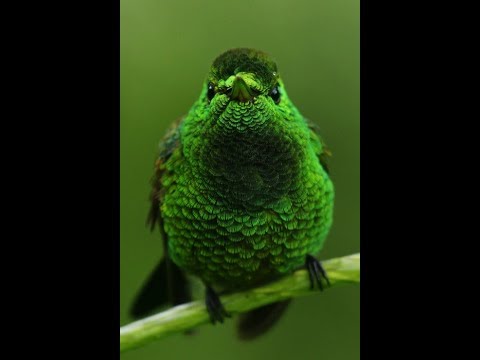 L'oiseau vert