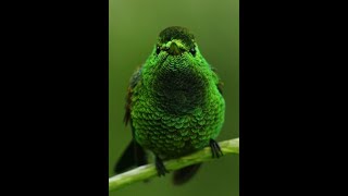 L'oiseau vert Music Video