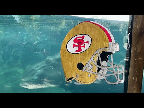 Hippo cove divided: See who Fiona and Fritz picked to win Super Bowl LVIII