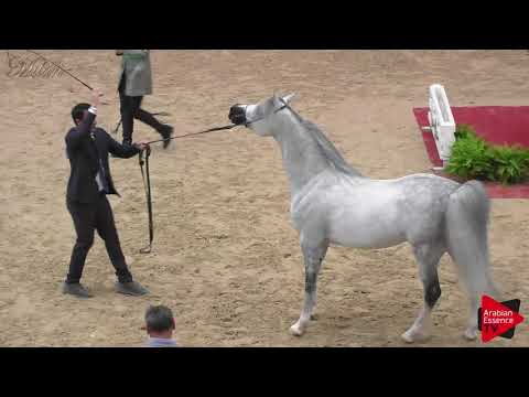 N.88 NEWTON K.A. - Milan 2018 - 7-9 Years Old Stallions (Class 11)