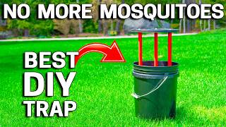 Mosquito Spraying is Expensive. Do This Instead! Honey Bee Safe Too