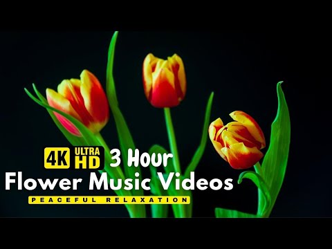 The Largest Flower Collection in the World 4K HDR 60FPS DEMO - Relaxing music and nature sounds 4K