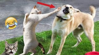Funny Cats And Dogs Videos 😁 - BEST Funny Animal Videos 2025