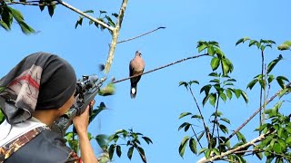 Download lagu 🏹 Gila! Berburu Tekukur dan Ruak-Ruak Paling Gacor Hari Ini mp3