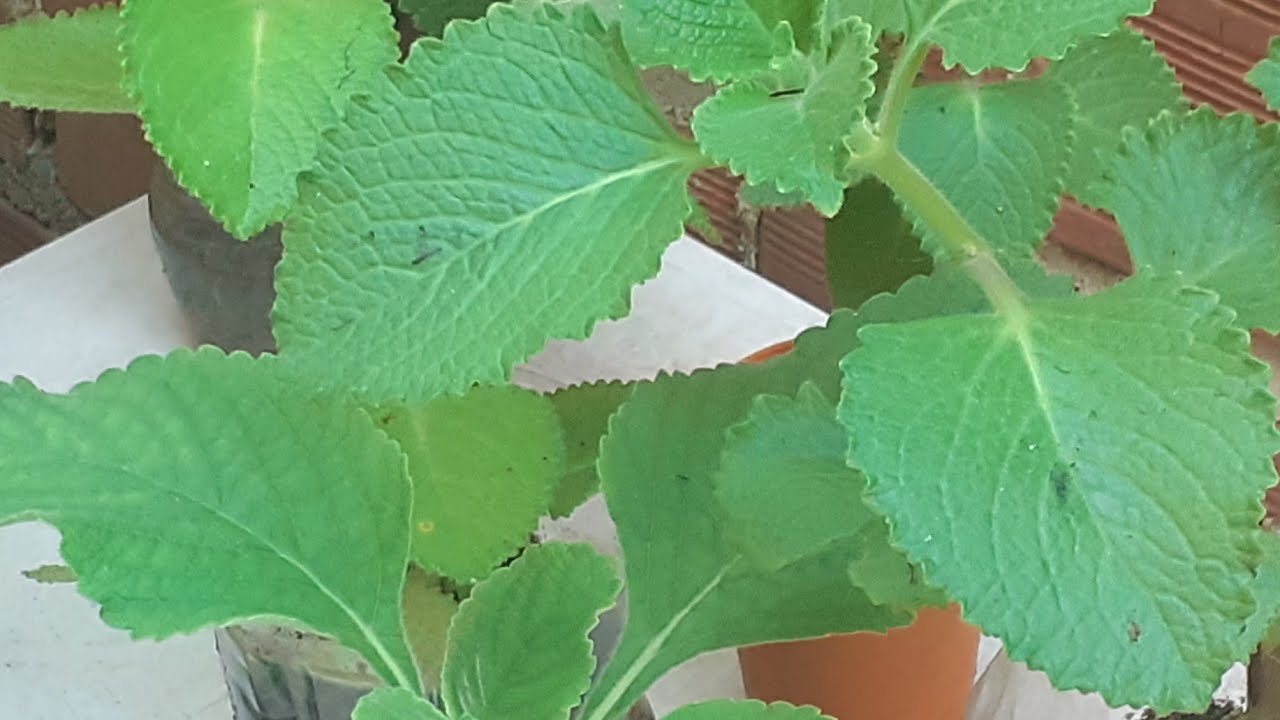 VEJA COMO IDENTIFICAR A DIFERENÇA ENTRE O BOLDO E A HORTELÃ PIMENTA. #DICA