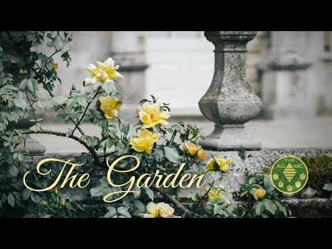 Focus /Magic by Steve Alcoran