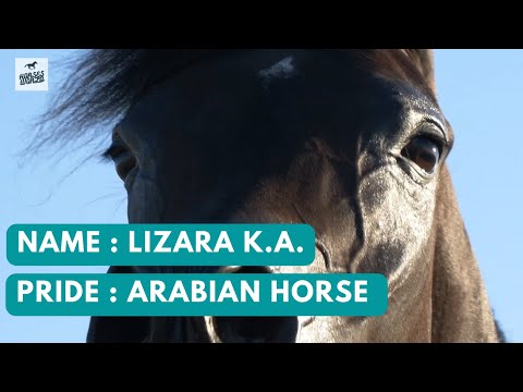 Arabian Horse LIZARA K.A - Mikado K.A. x QR Lizette