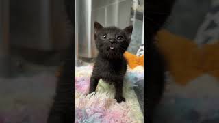 Download lagu The Cutest Blep in History mp3 Download lagu The Cutest Blep in History mp3