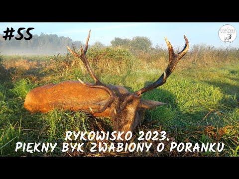 From the Hunter's Diary #55 Rut 2023. A beautiful buck lured in the morning. (hunt, redstag hunt)