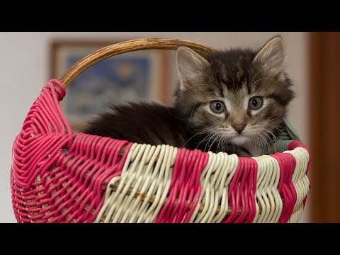How to Care for a Bandage or Splint on a Cat - Taking Care of Cats