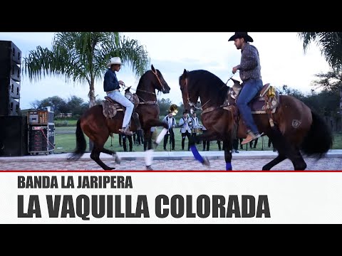 BANDA LA JARIPERA - LA VAQUILLA COLORADA [ Video Oficial ] MusiCanal