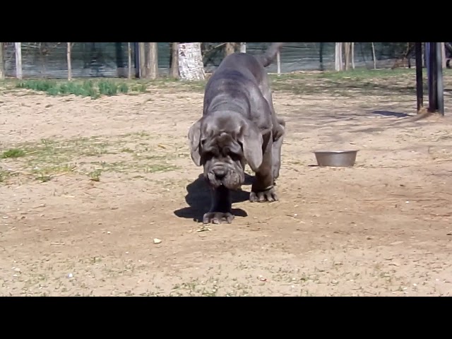 Mastín Napolitano cachorro en venta