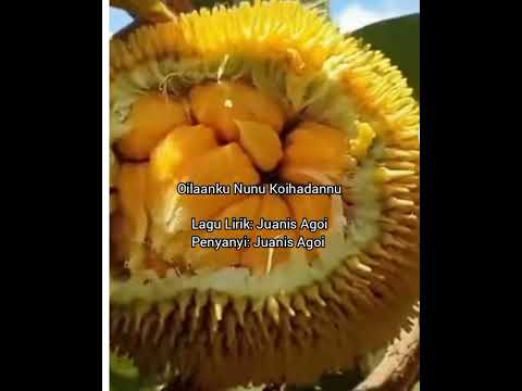 Oilaanku Nunu Koihadannu (Juanis Agoi)