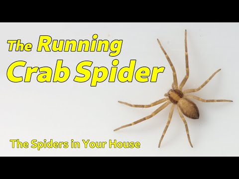 The Running Crab Spider - The Spiders in Your House
