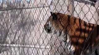preview picture of video 'Tiger at Hogle Zoo in the snow'