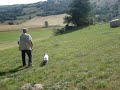 Braco Francés Tipo Pirineos - Braque français