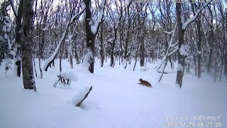 知床の動物観察