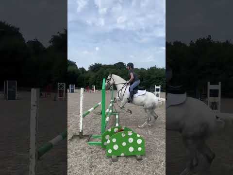 🤩Tod 14.2 Connemara gelding🤩 - Image 2