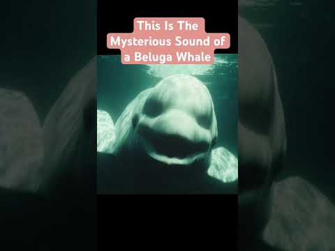 The Beluga Whale “NOC” Mysterious Sound #science