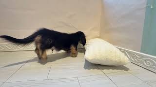 ミニチュアダックスの動画01